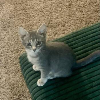 Flopsy -  Domestic Short Hair Cat for Adoption in Lexington, Kentucky - Flopsy | PetCurious