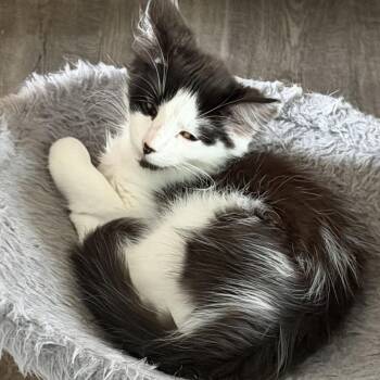 Ronan -  Domestic Short Hair Cat for Adoption in Spokane, Washington - Ronan | PetCurious