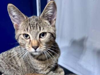 Jake -  Domestic Short Hair and Tabby Cat for Adoption in Powell, Ohio - Jake | PetCurious