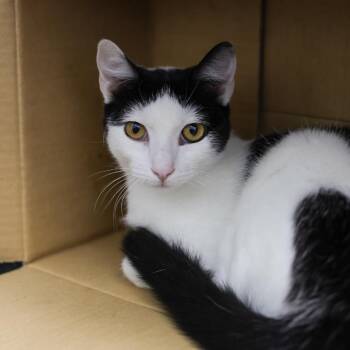Aimee -  Domestic Short Hair Cat for Adoption in Los Angeles, California - Aimee | PetCurious
