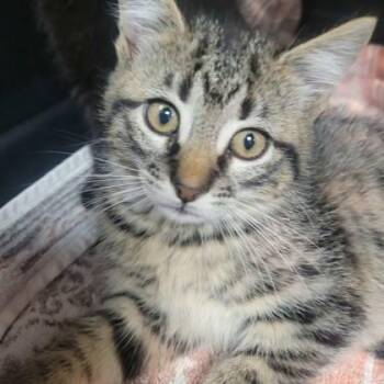 Domestic Short Hair Cats Available for Adoption in Memphis, Tennessee - Stevie | PetCurious