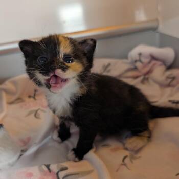 Turtle -  Domestic Short Hair Cat for Adoption in Indianapolis, Indiana - Turtle | PetCurious