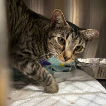 Domestic Short Hair Cats Available for Adoption - Tigger | PetCurious