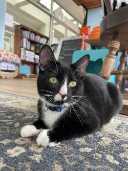 Domestic Short Hair Cats Available for Adoption in New Woodstock, New York - TANZ | PetCurious