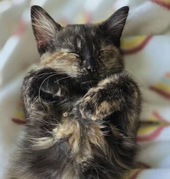 Stephanie -  Domestic Long Hair Cat for Adoption in Maineville, Ohio - Stephanie | PetCurious