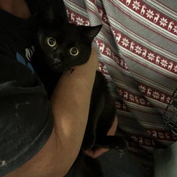 Domestic Short Hair Cats Available for Adoption in Hemet, California - Hartford | PetCurious