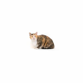 Singani -  Domestic Short Hair Cat for Adoption in Los Angeles, California - Singani | PetCurious