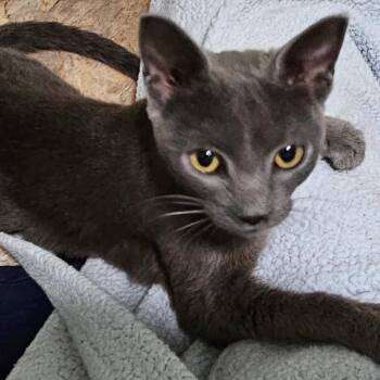 Aloha -  Domestic Short Hair Cat for Adoption in Springfield, Illinois - Aloha | PetCurious