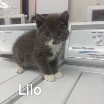 Lilo -  Domestic Short Hair Cat for Adoption in Buffalo, Minnesota - Lilo | PetCurious