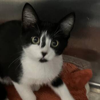 Bongo -  Domestic Short Hair Cat for Adoption in Idaho Falls, Idaho - Bongo | PetCurious