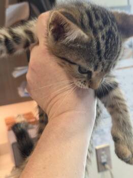 Domestic Short Hair Cats Available for Adoption in Bossier City, Louisiana - Dixie | PetCurious