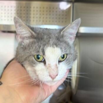 Enzo -  Domestic Short Hair Cat for Adoption in Asheville, North Carolina - Enzo | PetCurious