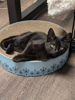 Rescue Domestic Short Hair Cats for Adoption in Hanover, Pennsylvania - Ben | PetCurious