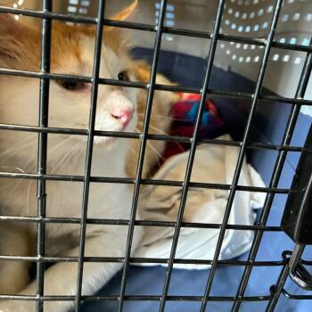 Harbour -  Domestic Long Hair Cat for Adoption in Huntington, West Virginia - Harbour | PetCurious