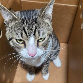 Rescue Domestic Short Hair Cats for Adoption in Tampa, Florida - Chester | PetCurious