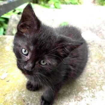 Nutty Siblings - Pistachio (fka Cash) -  Domestic Short Hair Cat for Adoption in Washington, District Of Columbia - Nutty Siblings - Pistachio (fka Cash) | PetCurious