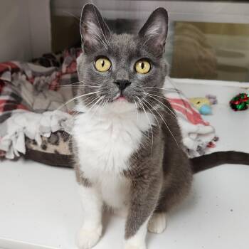 Dewdrop -  Domestic Short Hair Cat for Adoption in Marshfield, Wisconsin - Dewdrop | PetCurious