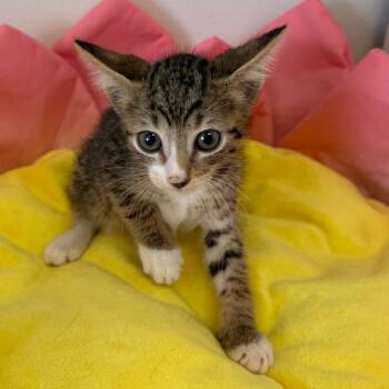 Griffon (TBT 3) -  Domestic Short Hair Cat for Adoption in Floresville, Texas - Griffon (TBT 3) | PetCurious