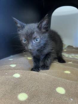 ONYX -  Domestic Short Hair Cat for Adoption in Ontario, California - ONYX | PetCurious