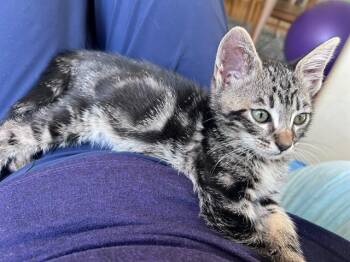 ODIE -  Domestic Short Hair Cat for Adoption in Tustin, California - ODIE | PetCurious