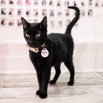 Rescue Domestic Short Hair Cats for Adoption in Fairfax Station, Virginia - Diva | PetCurious