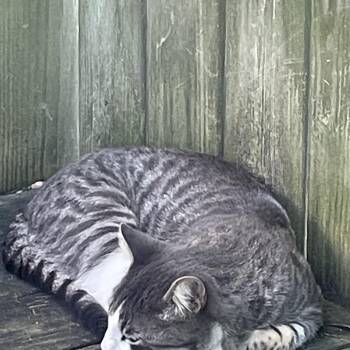 Rescue Domestic Short Hair Cats for Adoption in Chicago, Illinois - Zibibbo | PetCurious