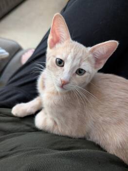 Lion -  Domestic Short Hair and Tabby Cat for Adoption in Glendale, Arizona - Lion | PetCurious