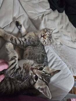 Buffy -  Domestic Short Hair Cat for Adoption in Emporia, Kansas - Buffy | PetCurious
