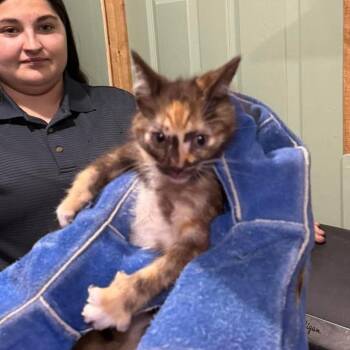 Sookie -  Domestic Short Hair Cat for Adoption in Ferndale, Washington - Sookie | PetCurious