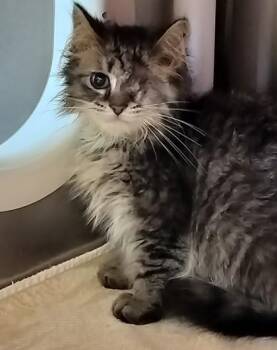 Dingle -  Domestic Short Hair Cat for Adoption in Cincinnati, Ohio - Dingle | PetCurious