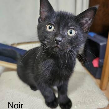 Noir C11714 -  Domestic Short Hair Cat for Adoption - Noir C11714 | PetCurious