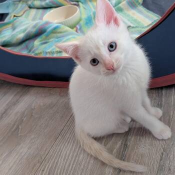 Coconut -  Domestic Short Hair Cat for Adoption in Bellmawr, New Jersey - Coconut | PetCurious