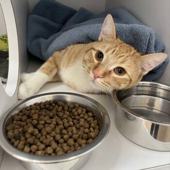 Domestic Short Hair Cats Available for Adoption - Cheeto | PetCurious