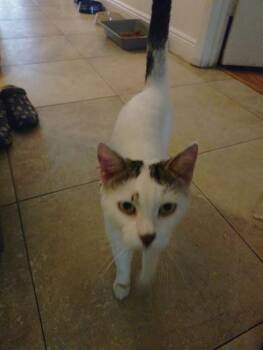 CONNER -  Domestic Short Hair Cat for Adoption in Fort Lauderdale, Florida - CONNER | PetCurious
