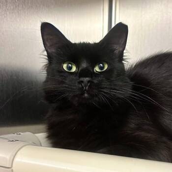 Caret -  Domestic Medium Hair Cat for Adoption in Walnut Creek, California - Caret | PetCurious