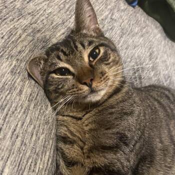 Orion Constellation -  Tabby and Domestic Short Hair Cat for Adoption in Friendswood, Texas - Orion Constellation | PetCurious