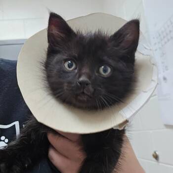 Radar -  Domestic Short Hair Cat for Adoption in Grand Rapids, Michigan - Radar | PetCurious