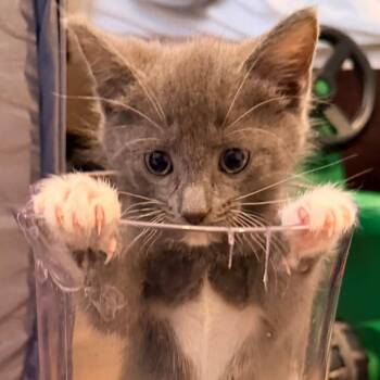 Amethyst -  Domestic Short Hair Cat for Adoption in Houston, Texas - Amethyst | PetCurious
