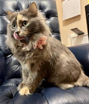 Buttercup -  Dilute Tortoiseshell Cat for Adoption in Leavenworth, Kansas - Buttercup | PetCurious
