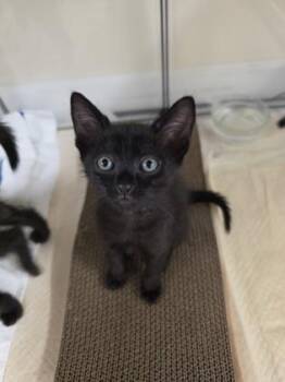 Eris -  Domestic Short Hair Cat for Adoption in Honolulu, Hawaii - Eris | PetCurious