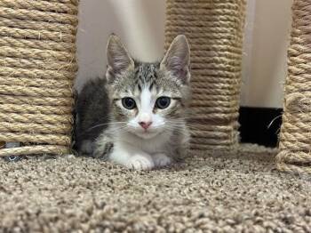 Rescue Domestic Short Hair Cats for Adoption in Santa Clara, California - ADZUKI | PetCurious