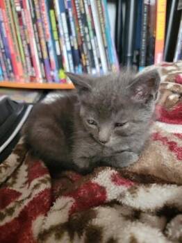 Sweetie -  Domestic Medium Hair Cat for Adoption in Cincinnati, Ohio - Sweetie | PetCurious