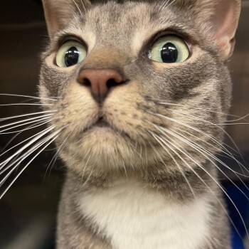 Domestic Short Hair Cats Available for Adoption in Lake Panasoffkee, Florida - Jack | PetCurious