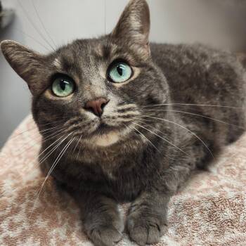 COCONUT DREAM (bonded w/Lemon Meringue) -  Domestic Short Hair Cat for Adoption in Graham, Washington - COCONUT DREAM (bonded W/Lemon Meringue) | PetCurious