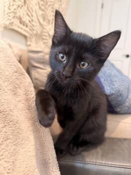 Shaboozy -  Domestic Short Hair Cat for Adoption in Park Row, Texas - Shaboozy | PetCurious