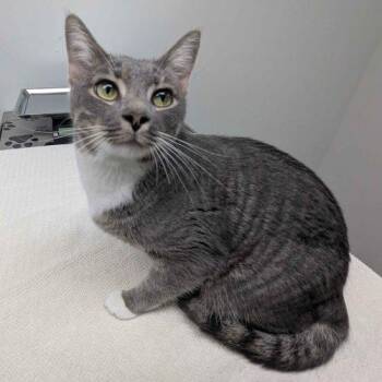 Salem -  Domestic Short Hair Cat for Adoption in Seven Valleys, Pennsylvania - Salem | PetCurious