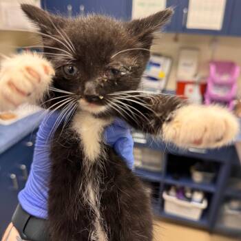 Domestic Medium Hair Cats Available for Adoption in Roanoke, Virginia - Carrie | PetCurious