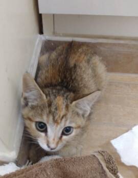 Kittens coming soon -  Tabby Cat for Adoption in Huntington Beach, California - Kittens Coming Soon | PetCurious