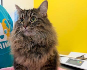 Princess Floof -  Domestic Long Hair Cat for Adoption in Raleigh, North Carolina - Princess Floof | PetCurious