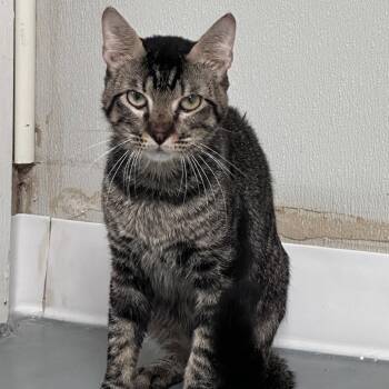 Domestic Short Hair Cats Available for Adoption in Dallas, Texas - Peridot | PetCurious